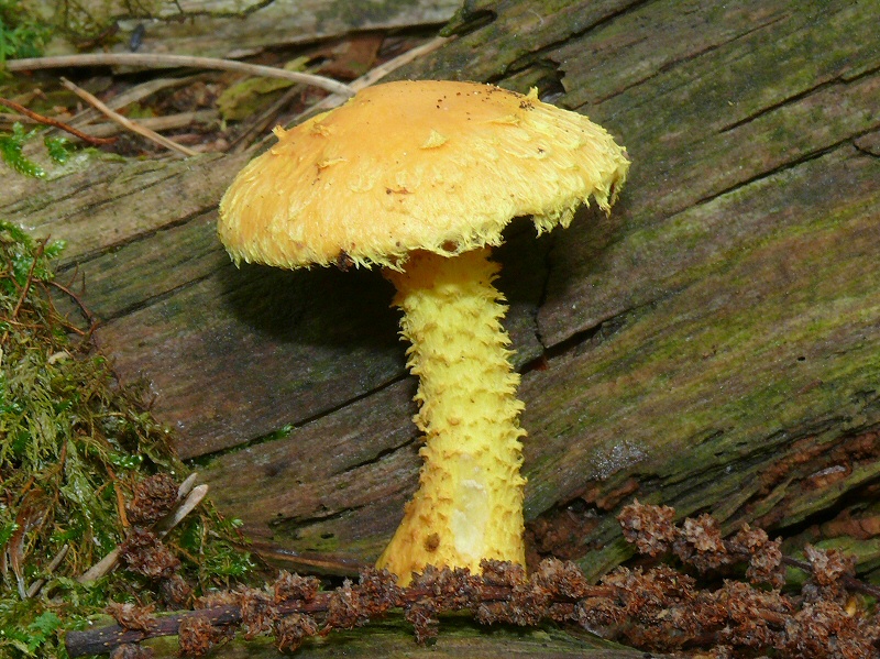 P1130875 PholiotaFlammans crp